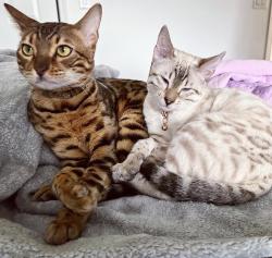 Lost Male Cat last seen Wolf Creek Court culdesac. , Summerset, SD 57769