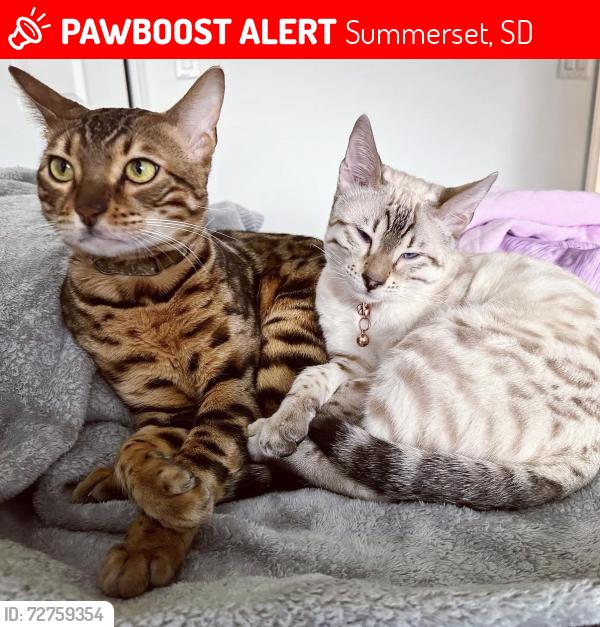 Lost Male Cat last seen Wolf Creek Court culdesac. , Summerset, SD 57769