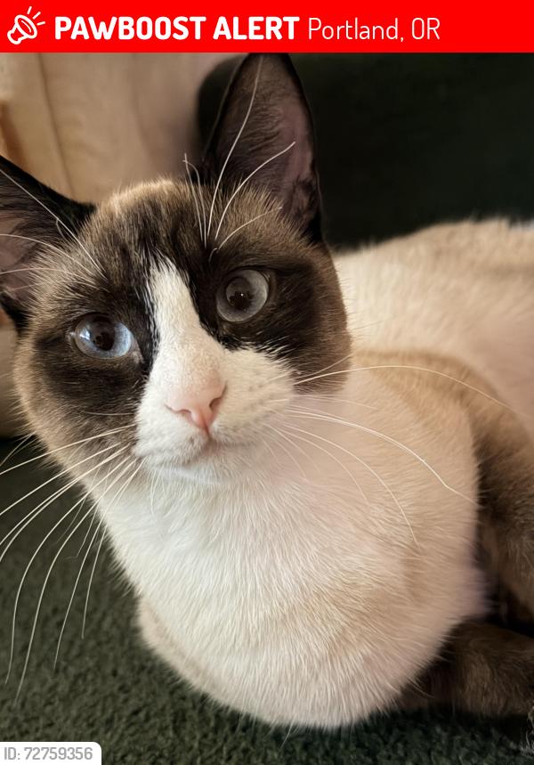 Lost Female Cat last seen Near SW 11th Ave, Portland, OR 97205, Portland, OR 97205