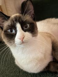 Lost Female Cat last seen Near SW 11th Ave, Portland, OR 97205, Portland, OR 97205