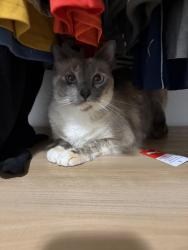 Lost Female Cat last seen FM 407 and Cleveland Gibbs, Northlake, TX 76247