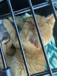 Found/Stray Unknown Cat last seen Food Lion , Fayetteville, NC 28304