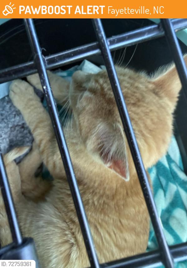 Found/Stray Unknown Cat last seen Food Lion , Fayetteville, NC 28304