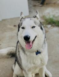 Lost Male Dog last seen Trask and Colfax , Modesto, CA 95354