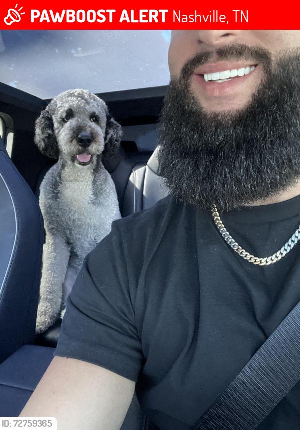 Lost Male Dog last seen Wedgewood Ave and Southgate Ave , Nashville, TN 37203