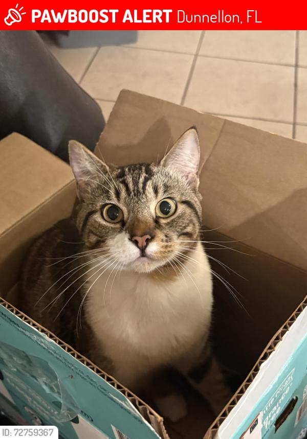 Lost Male Cat last seen Off of Dunklin a little past Dollar General and Circle K, Dunnellon, FL 34433