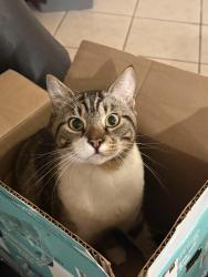 Lost Male Cat last seen Off of Dunklin a little past Dollar General and Circle K, Dunnellon, FL 34433