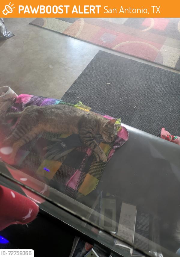 Found/Stray Male Cat last seen Balcones heights, San Antonio, TX 78201