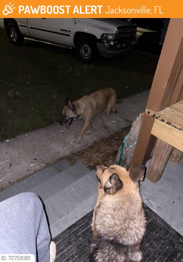Found/Stray Male Dog last seen Merril, Jacksonville, FL 32277