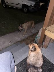 Found/Stray Male Dog last seen Merril, Jacksonville, FL 32277