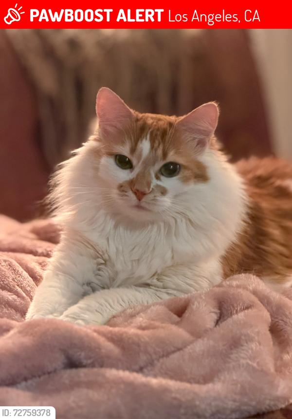 Lost Female Cat last seen Next to the Monterey Trailer Park, Los Angeles, CA 90042