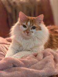 Lost Female Cat last seen Next to the Monterey Trailer Park, Los Angeles, CA 90042