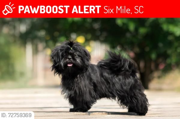 Lost Female Dog last seen Near Recycling Center, Six Mile, SC 29682