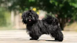 Lost Female Dog last seen Near Recycling Center, Six Mile, SC 29682