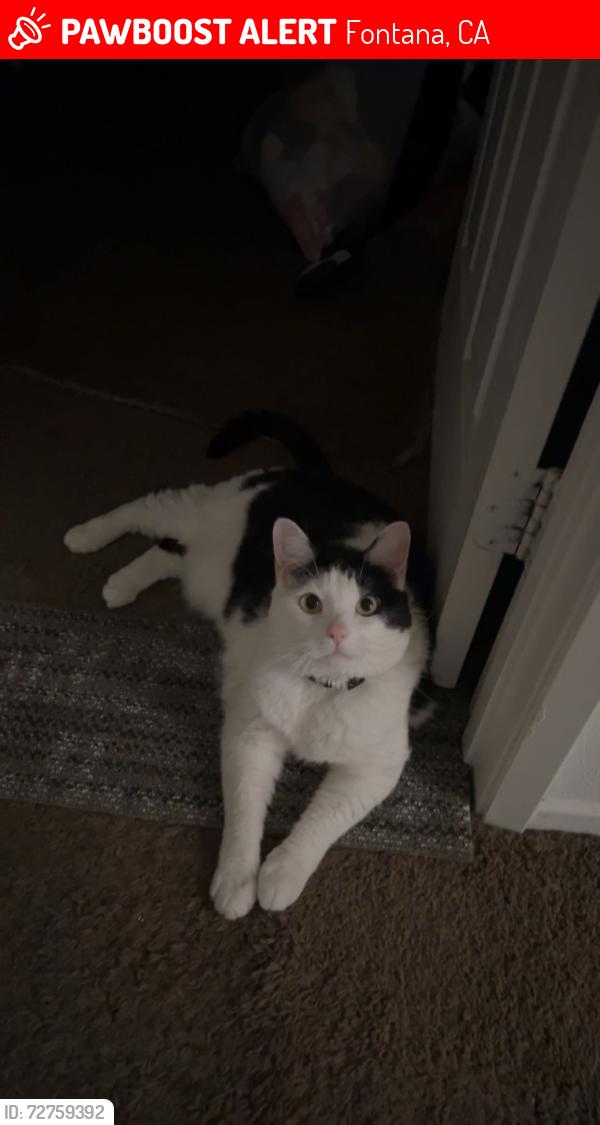 Lost Female Cat last seen Bella Strada Dr, Fontana, CA 92336