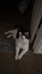 Lost Female Cat last seen Bella Strada Dr, Fontana, CA 92336