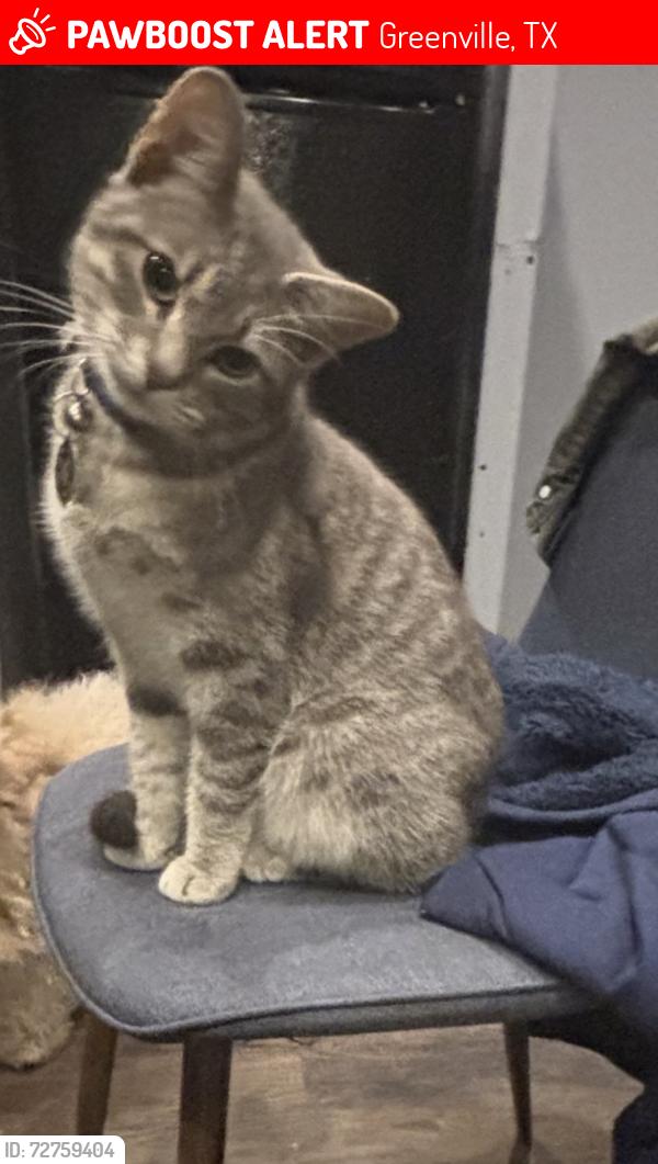 Lost Male Cat last seen King and Wesley , Greenville, TX 75401