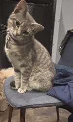 Lost Male Cat last seen King and Wesley , Greenville, TX 75401