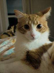 Lost Male Cat last seen Oak and memory , Vista, CA 92084