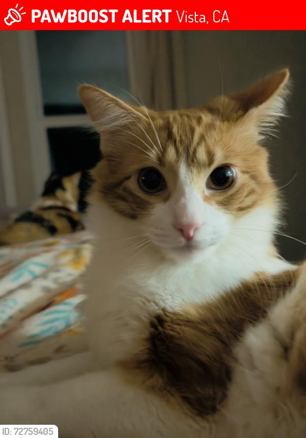Lost Male Cat last seen Oak and memory , Vista, CA 92084