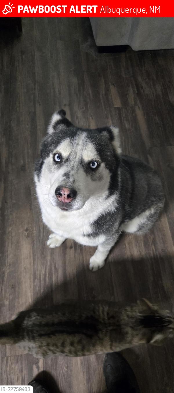 Lost Female Dog last seen Uptown, Albuquerque, NM 87110