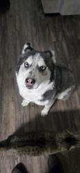 Lost Female Dog last seen Uptown, Albuquerque, NM 87110