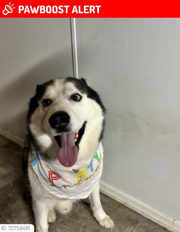 Lost Male Dog last seen Datil pepper road Saint Augustine , St. Johns County, FL 32086