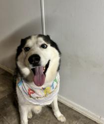 Lost Male Dog last seen Datil pepper road Saint Augustine , St. Johns County, FL 32086