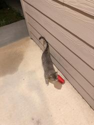 Found/Stray Unknown Cat last seen Cedar keys satx, San Antonio, TX 78245