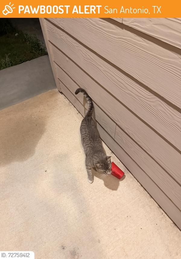 Found/Stray Unknown Cat last seen Cedar keys satx, San Antonio, TX 78245
