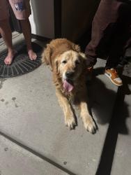 Found/Stray Unknown Dog last seen Near S 400 W, Provo, UT 84601