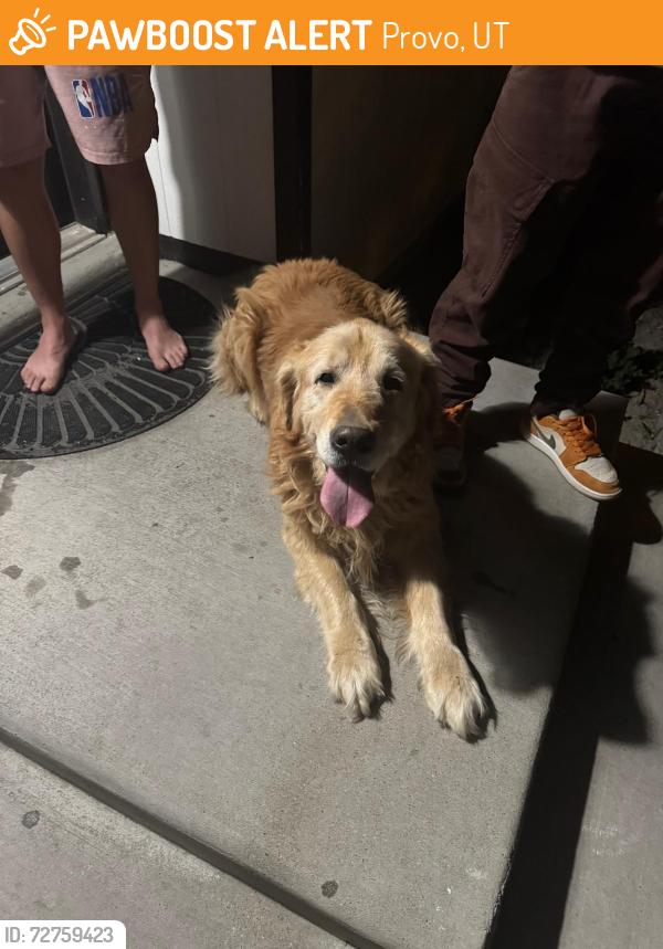 Found/Stray Unknown Dog last seen Near S 400 W, Provo, UT 84601