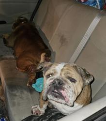 Found/Stray Male Dog last seen 70th st and Myrtle Ave in Long Beach, ca , Long Beach, CA 90805