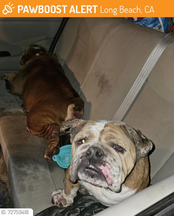 Found/Stray Male Dog last seen 70th st and Myrtle Ave in Long Beach, ca , Long Beach, CA 90805