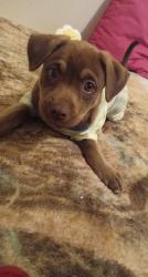 Lost Female Dog last seen Perry ave, Greenville, SC 29601