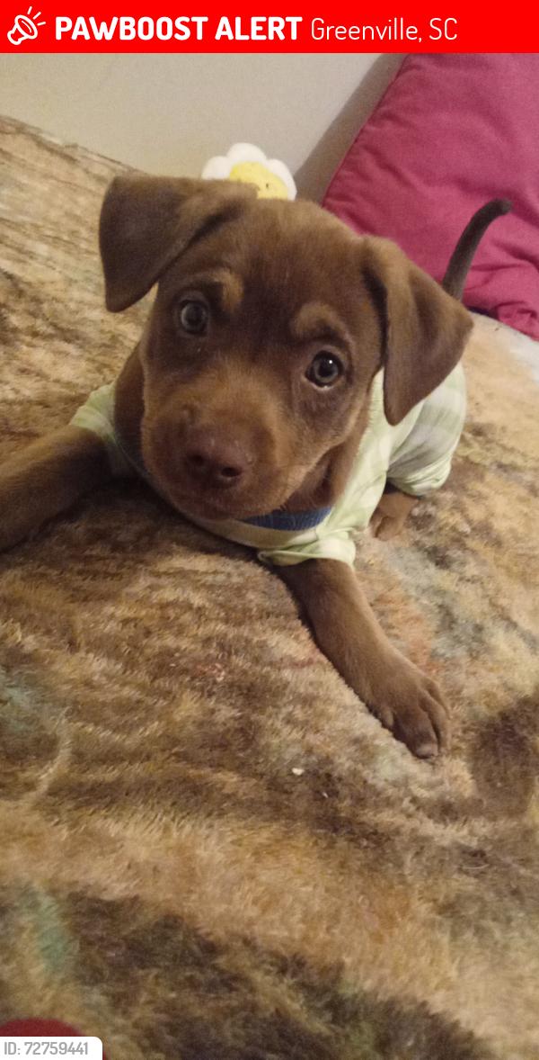 Lost Female Dog last seen Perry ave, Greenville, SC 29601