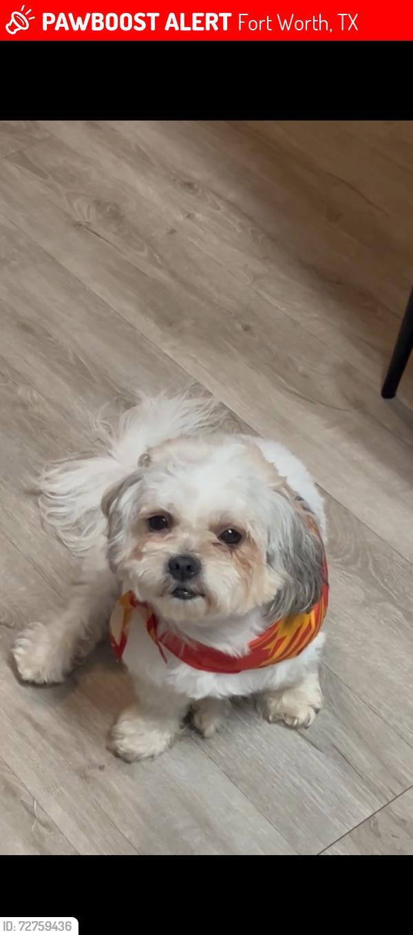 Lost Male Dog last seen Mccart , Fort Worth, TX 76132