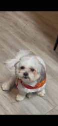 Lost Male Dog last seen Mccart , Fort Worth, TX 76132