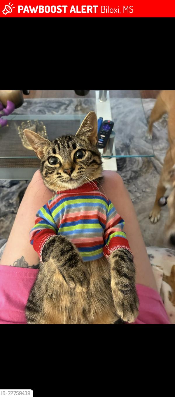 Lost Female Cat last seen Keesler Air Force Base Pass Rd Gate Entrance, Biloxi, MS 39531