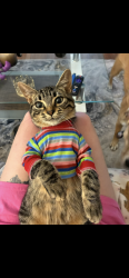 Lost Female Cat last seen Keesler Air Force Base Pass Rd Gate Entrance, Biloxi, MS 39531