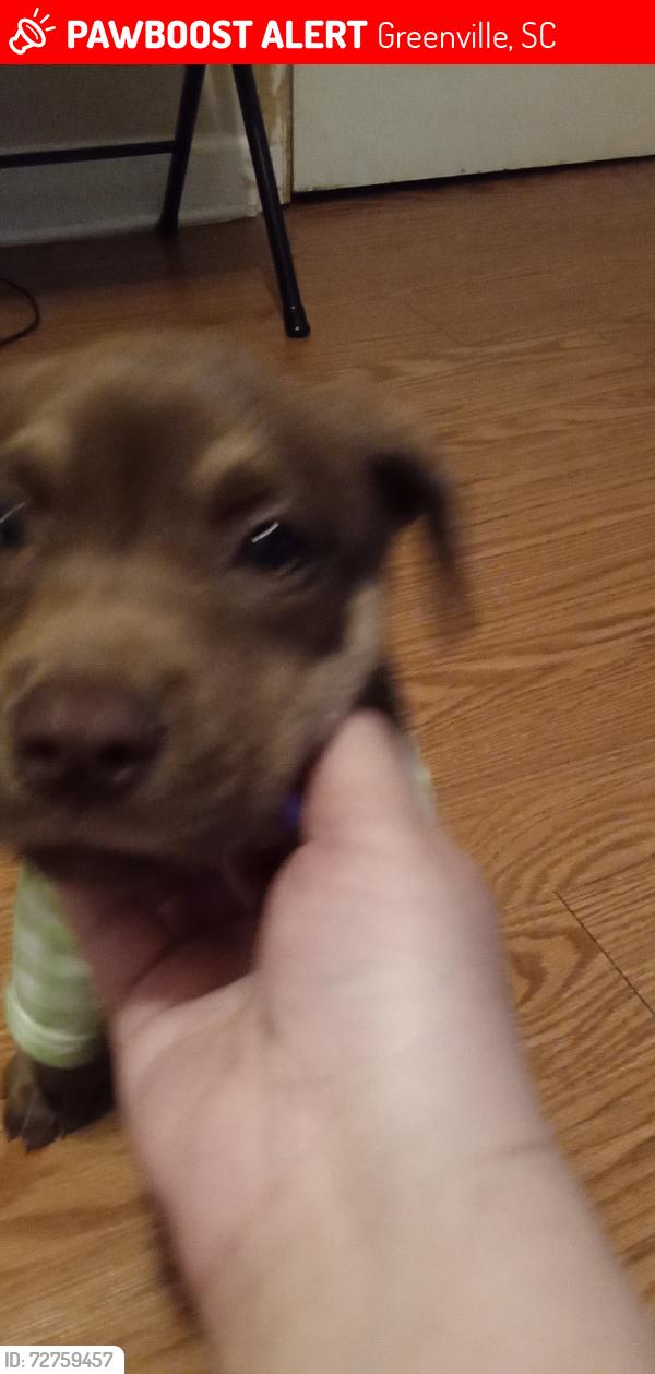 Lost Female Dog last seen Perry, Greenville, SC 29601