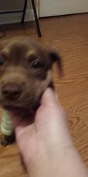Lost Female Dog last seen Perry, Greenville, SC 29601