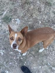 Found/Stray Female Dog last seen Rosen AVE, Fort Worth, TX 76106, Fort Worth, TX 76164