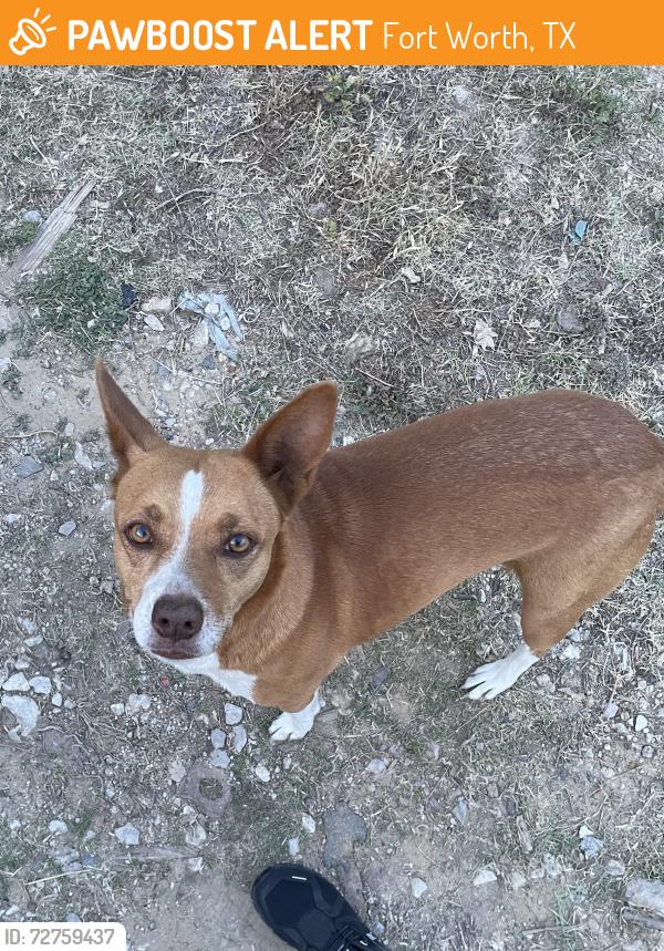 Found/Stray Female Dog last seen Rosen AVE, Fort Worth, TX 76106, Fort Worth, TX 76164