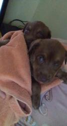 Lost Female Dog last seen Perry ave, Greenville, SC 29601