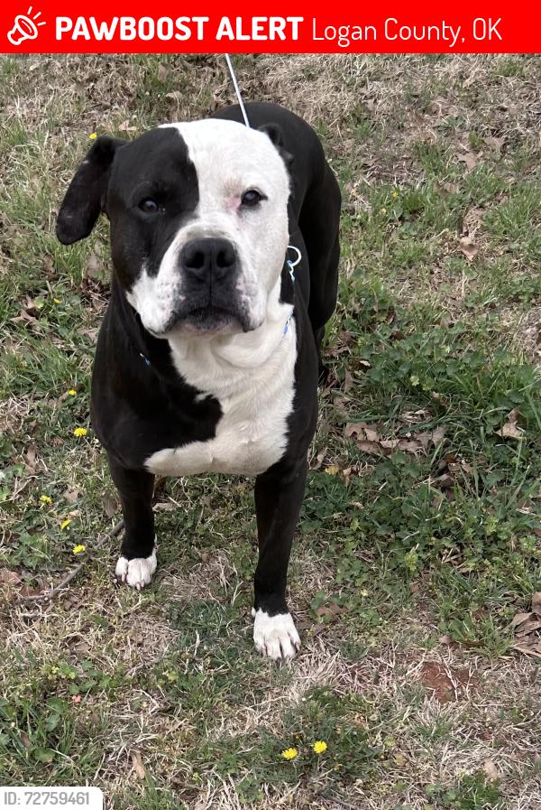Lost Male Dog last seen Charter oak and Broadway, Logan County, OK 73025