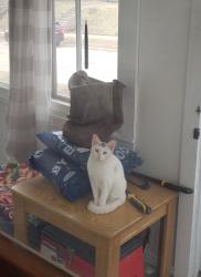 Found/Stray Unknown Cat last seen In a tree corner of Cook Ave W and N Park St, Saint Paul, MN 55117