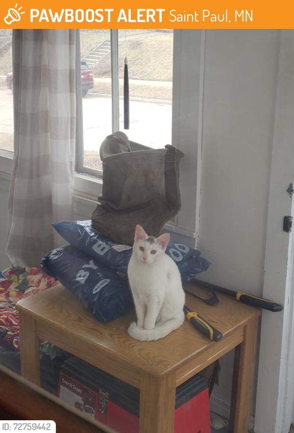 Found/Stray Unknown Cat last seen In a tree corner of Cook Ave W and N Park St, Saint Paul, MN 55117