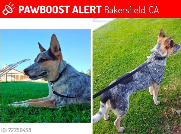 Lost Male Dog last seen Oswell and E Brundage , Bakersfield, CA 93307