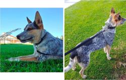 Lost Male Dog last seen Oswell and E Brundage , Bakersfield, CA 93307